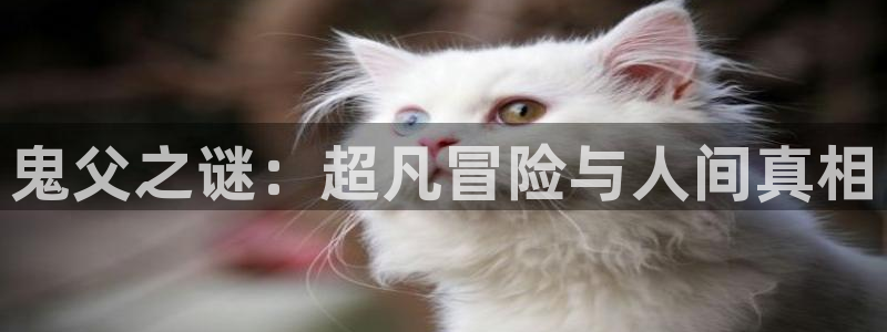 51动漫网站入口